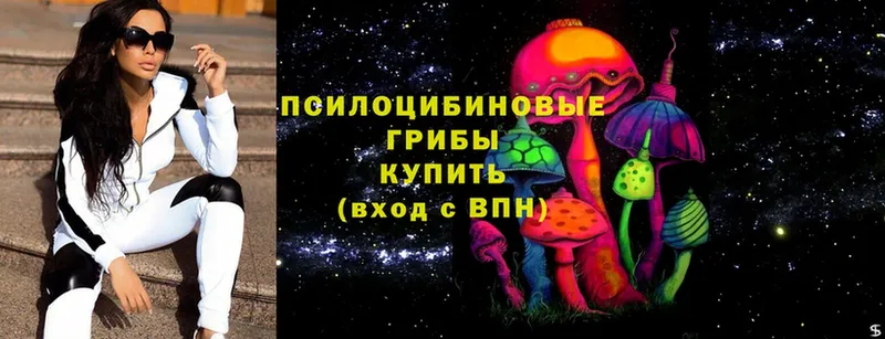 Псилоцибиновые грибы Psilocybe  Нестеровская 